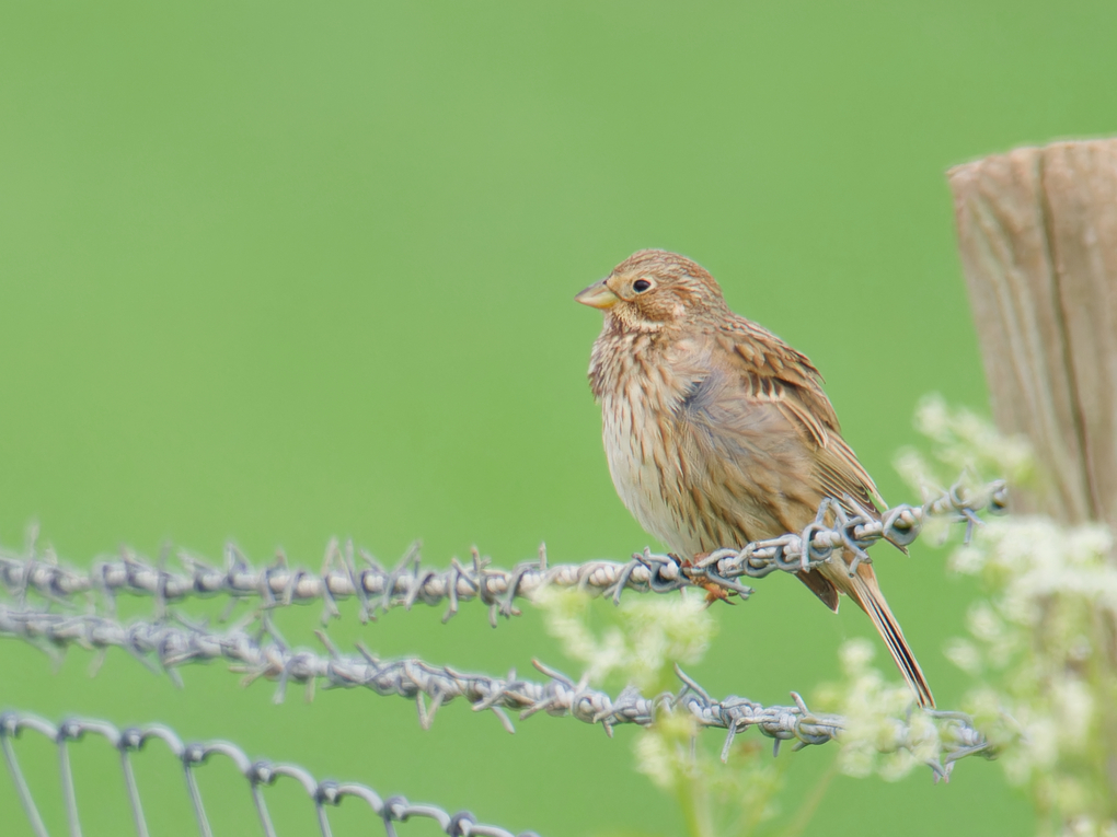 Photo of Corn Bunting